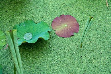 《拳皇98终极之战赛最终版》PS4版新预告 10月27日正式发售